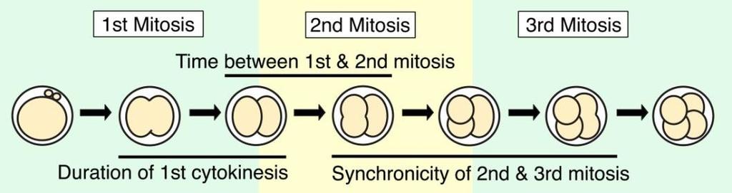 Time between 3-cell and 4-cell (h) Basic research discovery of time-lapse markers Tim e Betw een 2nd and 3rd m itoses (h) 20 15 10 5 Blastocyst Arrested Cell division time-intervals ( P1, P2, P3 )
