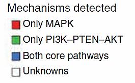 MAPK and PI3K AKT pathways.