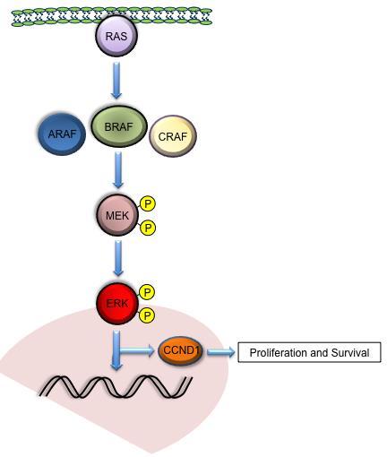 Rationale for the combination of BRAF and MEK inhibitors Rationale Most common mechanism of acquired resistance to vemurafenib is MAPK reactivation through MEK 1,2 MEK + BRAF inhibition prevents the