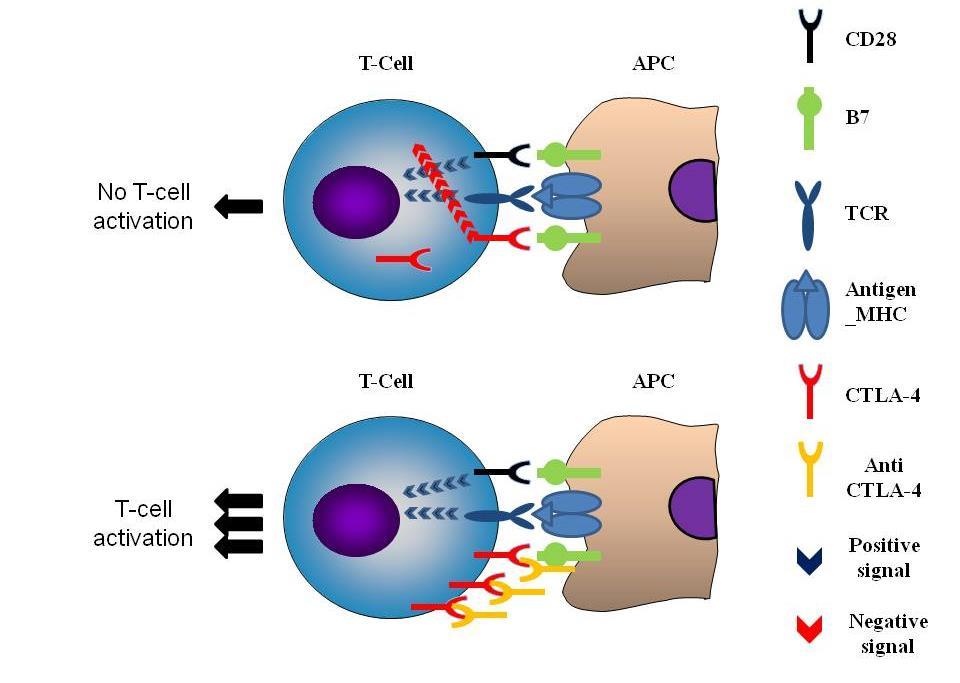 Mechanism of action T-Lymphocyte activation requires two signals Simeone E and