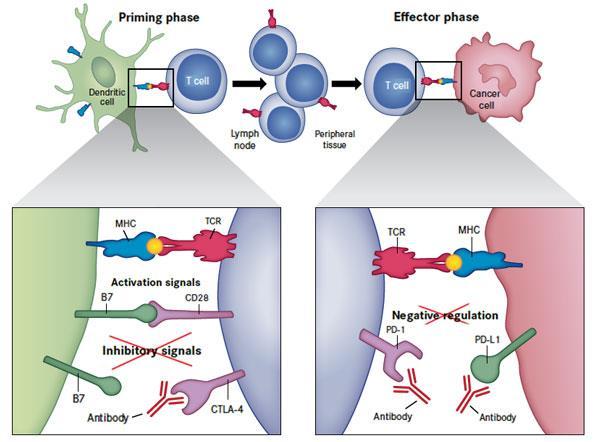Differences between anti-ctla-4 and anti-pd-1 mechanism of action Rationale for the combination While anti-ctla-4 acts primarily during the early activation of T cells (priming phase) in lymphoid