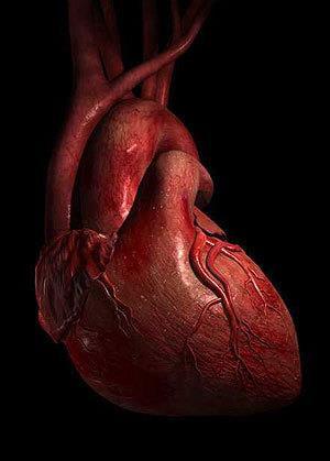 Heart The heart is a muscular organ responsible for pumping blood through the blood