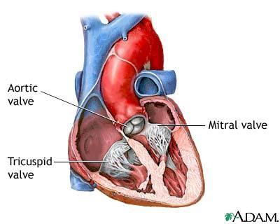 Heart Valves Heart valves