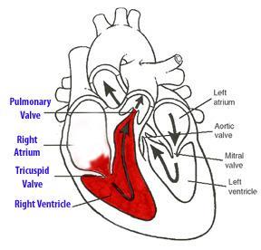Blood Circulation in the Heart Deoxygenated blood enters the right atrium via the