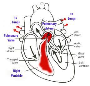 The right atria contracts and forces blood through the tricuspid valve and into the right