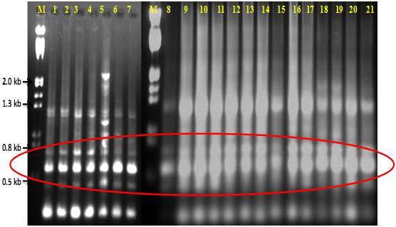 Fig. (3b) RAPD fingerprint obtained with OPN-09 primer in different accessions of C. pluricaulis: M = Marker (λ DNA digested with Hind III and EcoR I), 1, 2 C.