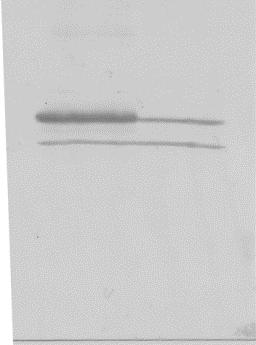 in vitro studies: HEK 293 cells