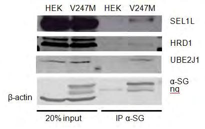 deciphered in vitro studies: HEK 293