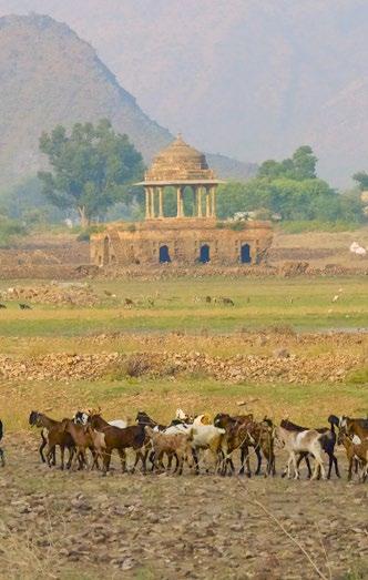 Head out at sunset in one of Amanbagh s open jeeps for a tour of the surrounding villages and witness locals herding their goats, cows and buffalo towards home, children playing village cricket and