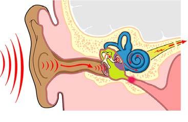 How do we hear? Sound is caught by the outside part of the ear and moves down the ear canal to the eardrum.