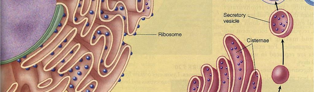Consider the nucleus, RNA, ribosomes,
