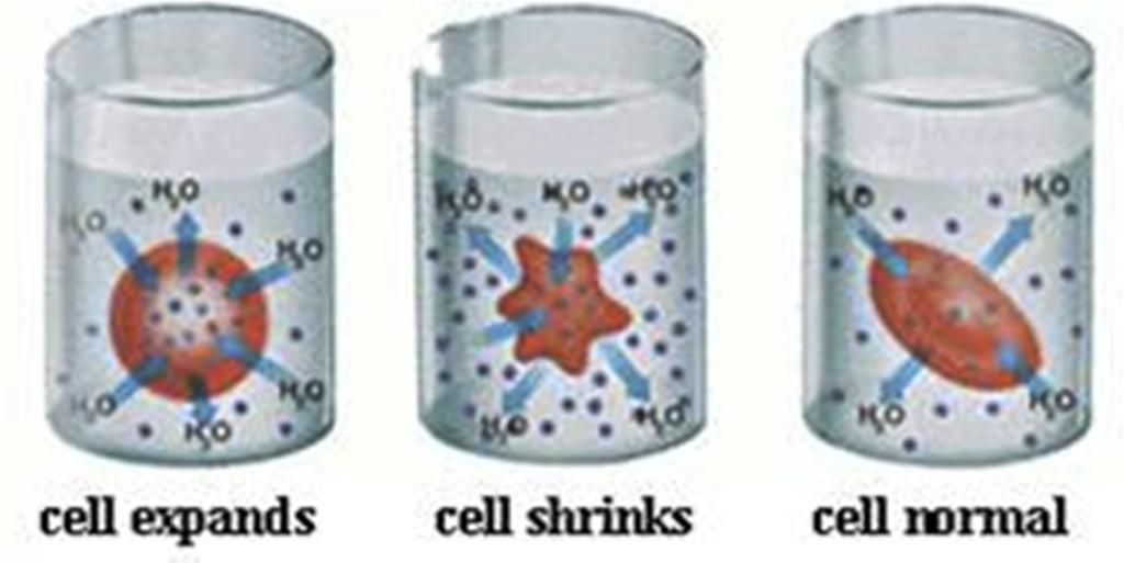Osmotic Pressure and the Movement of Water Hypotonic Hypertonic Isotonic Problem: You have three cells and you put one in each beaker with a salt-water solution.