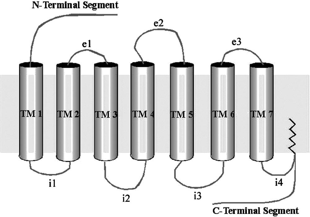The seven transmembrane (TM) spanning domains (TM 1 7) are linked by alternating intracellular (i1 i3) and extracellular (e1 e3) loops.