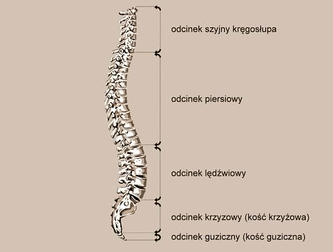 286 Tarnowski J., Książek M.A., Damijan Z. for selected vertebrae sections.