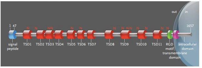 Thrombospondin type-1 domaincontaining 7A (THSD7A) A transmembrane protein