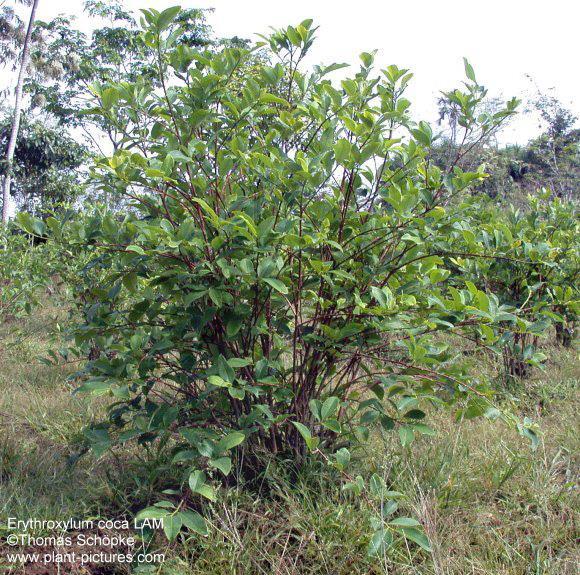 Fig. 1.2. Erythroxylum coca LAM. Schopke T. 2011. Available from: http://sarcozona.