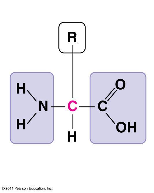 Structure of Proteins Monomers = Amino acids organic molecules with carboxyl and amino groups differ in their properties due to differing side chains, called R groups Side chain (R