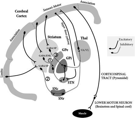 H.J. Waldvogel et al. Fig. 1 Schematic diagram of cortico-basal ganglia pathways in Huntington s disease.