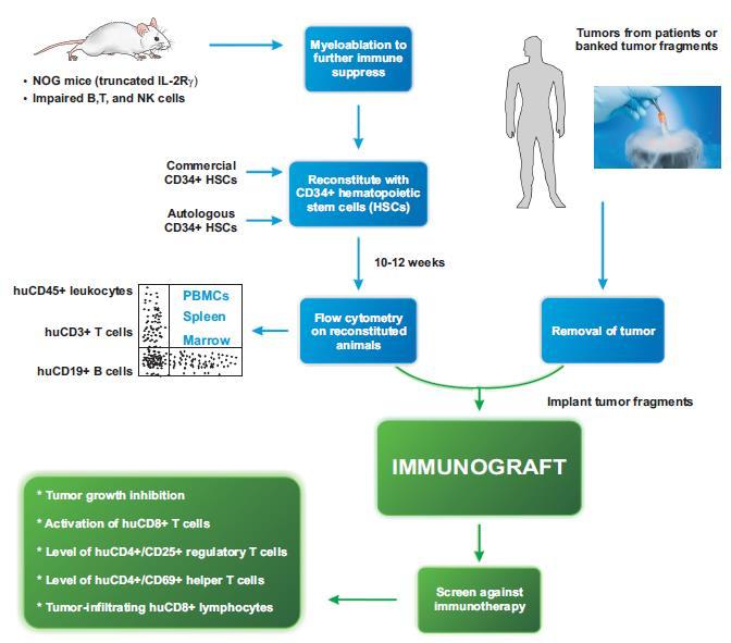Humanized mouse model: example Champions Oncology (Baia et al): Immunodeficient mice reconstituted with human CD34+ cells; Expected array of human immune-components ; Immunografted animals show