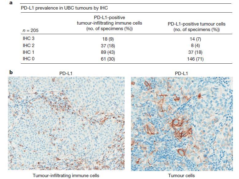 PD-L1expression : tumor vs.