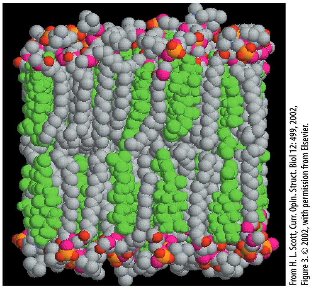 The Chemical Composition of Membranes Chemical structure of membrane lipids 10