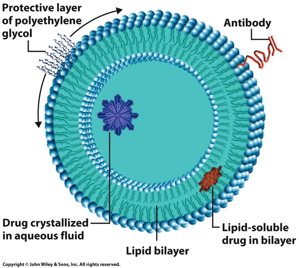 The Chemical Composition of Membranes The Nature and Importance of the Lipid Bilayer Membrane lipid composition is