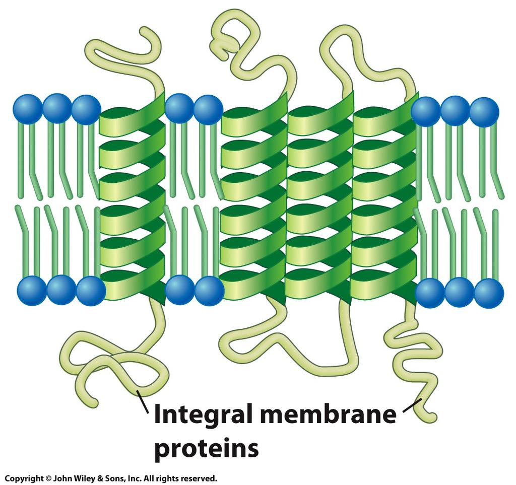 The Structure and Functions of Membrane Proteins Membrane proteins attach to the bilayer asymmetrically, giving the membrane a distinct