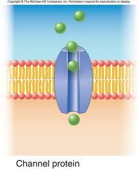 Integral proteins Penetrate and pass through lipid bilayer Make up 20-30% of all encoded proteins Are amphipathic, with hydrophobic domains