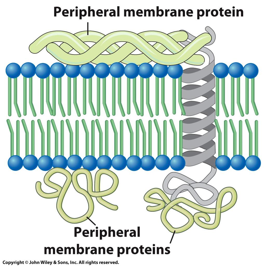The Structure and Functions of Membrane Proteins 2.