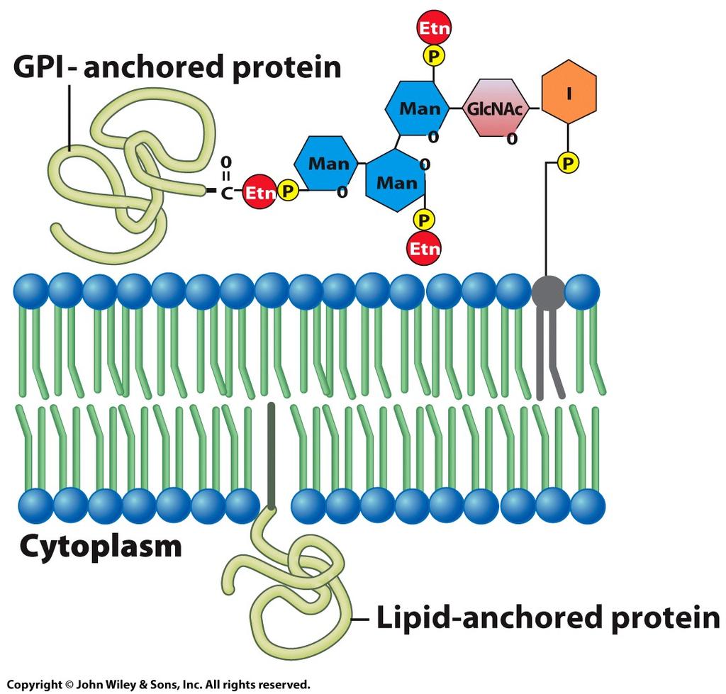 The Structure and Functions of Membrane Proteins 3.