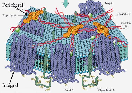 21 Membrane Lipids and Membrane Fluidity Structure depends on the temperature Membrane Fluidity The fluidity of membranes is a compromise between