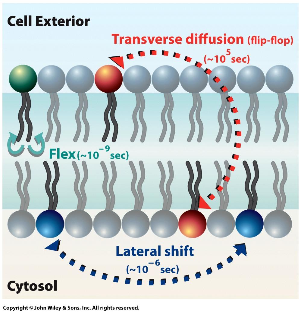 The Dynamic Nature of the Plasma Membrane Lipid bilayer can exist in a relatively fluid state.