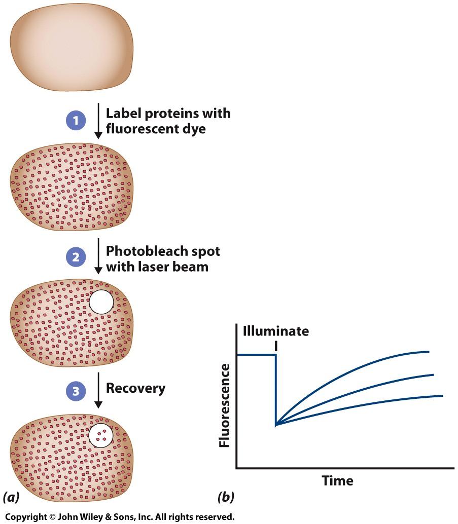 The Dynamic Nature of the Plasma Membrane Restrictions on Protein and Lipid Mobility Proteins can be labeled and tracked by fluorescence recovery after photobleaching (FRAP) and single particle