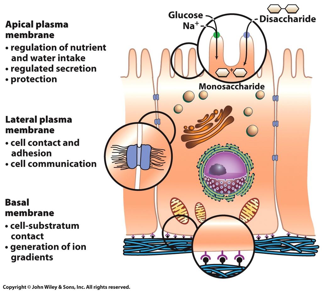 The Dynamic Nature of the Plasma Membrane Differences in protein distribution in the plasma membrane are evident in cells of organized tissues. 1.