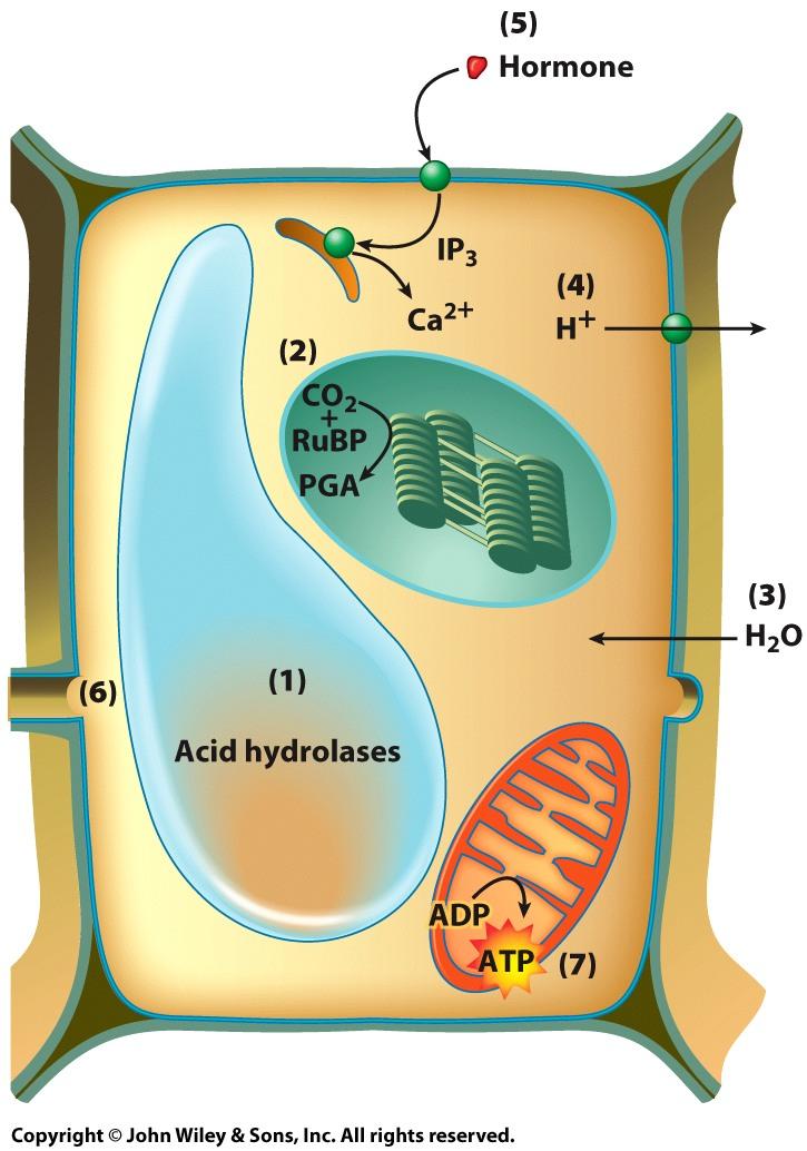 An Overview of Membrane FuncKons 4 4. Transporting solutes Membrane proteins facilitate the movement of substances between compartments. 5.