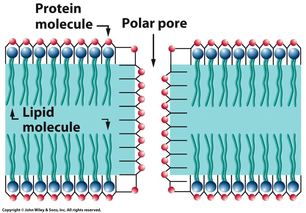 Plasma Membrane Structure Early models represenkng the lipid bilayer The nature and importance of the lipid bilayer: