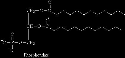 The Chemical ComposiKon of Membranes 9 Membrane lipids are amphipathic with three main types: 1.