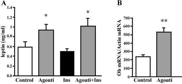104 REGULATION OF LEPTIN BY AGOUTI Fig. 4. A: effects of insulin and agouti on secreted leptin levels in 3T3-L1 adipocytes.