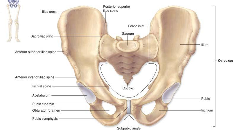 NETWORK FITNESS FACTS THE PELVIS The Pelvis The pelvis has 3 joints connecting it together 2 sacro-iliac joints at the back (posterior) and the pubic symphysis joint which is at the front (anterior).