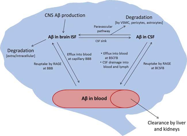 1501 Figure 1. Clearance pathways of amyloid-b (Ab) from the brain.