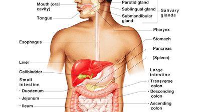 Digestive System Structures - Mouth -