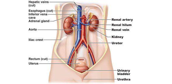 Excretory System Structures: -