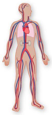 Circulatory System Structures: -