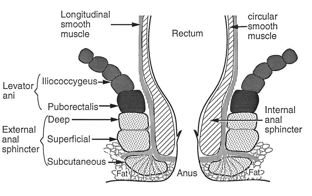 Applied anatomy and physiology of the perineum and anorectum Ranee Thakar/ Abdul Sultan Anatomy of the anorectum (Fig 1) The anorectum is the most distal part of the gastrointestinal tract and