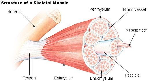 Skeletal muscle anatomy At the ends of the muscle, the endomysium,