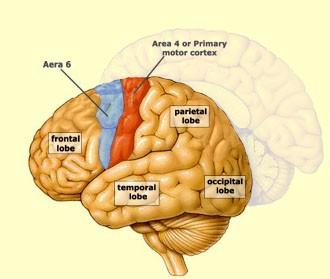 Areas of the brain The motor cortex is at the rear portion of the frontal lobe.