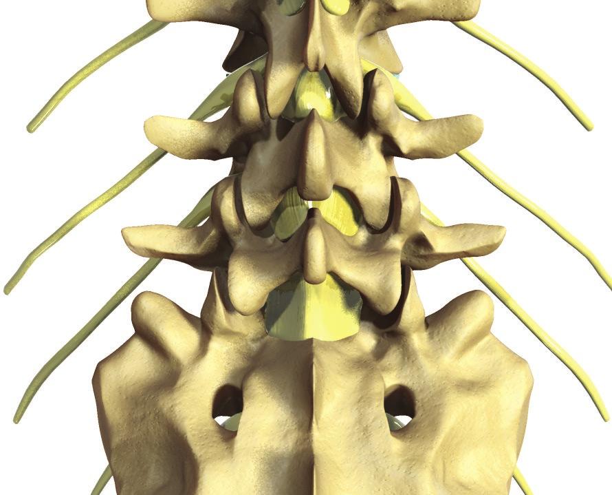 of pedicle and vertebral body). All other hardware utilized for patient positioning should be checked for radiolucency.
