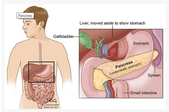 What does the pancreas do?