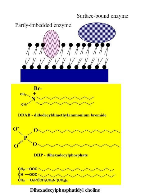 A lipid-enzyme