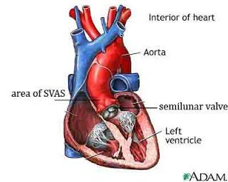 Physiological Effects: Cardiovascular